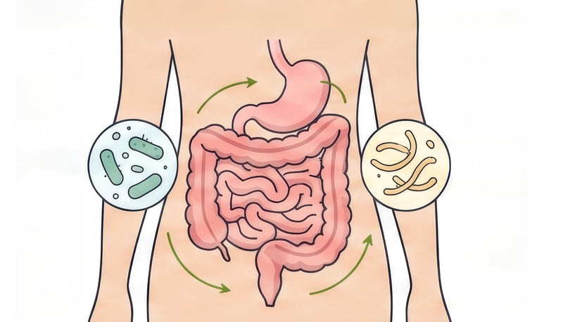 Better Digestion