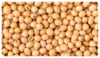 SOY